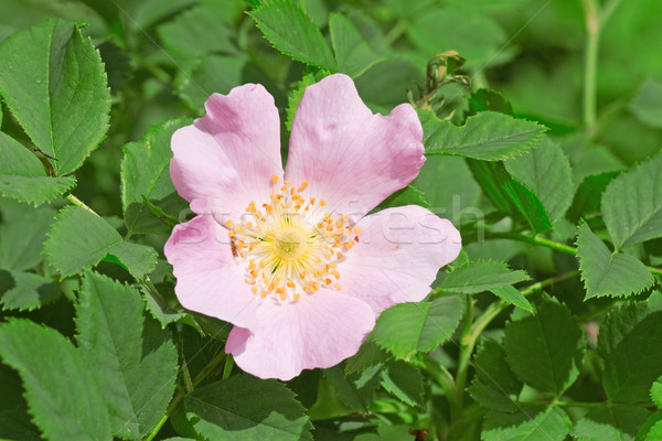 Rosa flor florescer verão Foto stock © Grazvydas