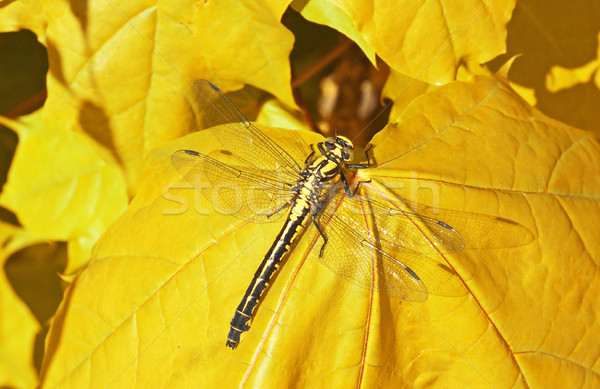 dragon fly  on a  maple leaf Stock photo © Grazvydas