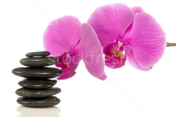 Rózsaszín orchidea kövek fehér szépség kő Stock fotó © Grazvydas