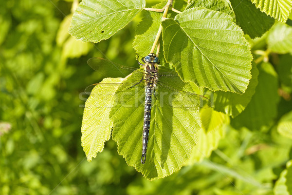 Drachen fliegen Sitzung green leaf Sommer Farbe Stock foto © Grazvydas