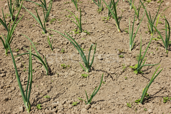 Field with organically growing onions Stock photo © Grazvydas