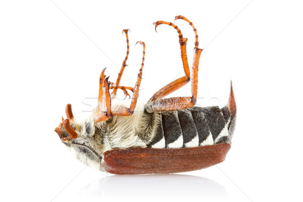 ölü mayıs böceği böcek yansıma beyaz Stok fotoğraf © Grazvydas