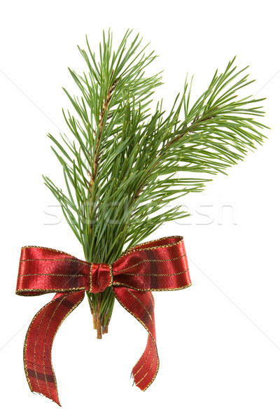 green pine branch with red bow Stock photo © Grazvydas