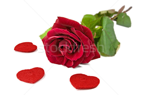 Rose Red cuori bianco rosa cuore impianto Foto d'archivio © Grazvydas