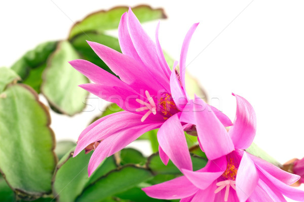 pink christmas cactus bloom Stock photo © Grazvydas