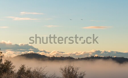 Fog Rolling Through the Forest Stock photo © gregorydean