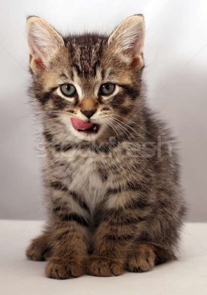 Imádnivaló kiscica macska ajkak állat gyönyörű Stock fotó © grivet
