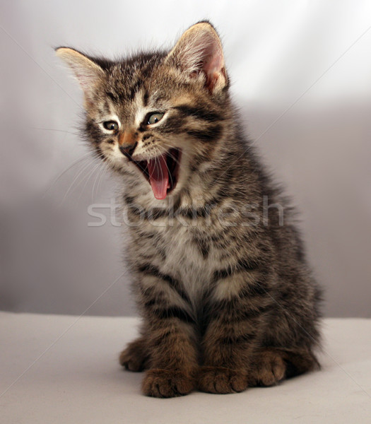 Stock photo: Adorable kitten 9