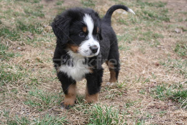 Puppy Bernese Mountain Dog Stock photo © grivet