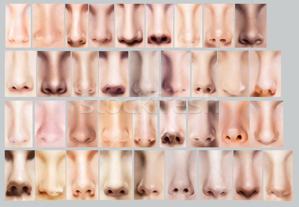 Body Parts. Great Variety of Women's Noses. Set of Nostrils Stock photo © gromovataya