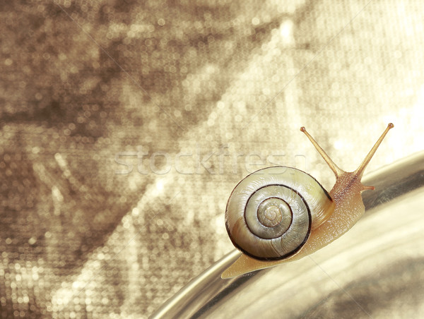Common Garden Banded Snail Crawling on Metallic Background Stock photo © gromovataya