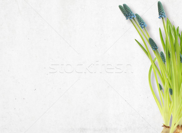 Background with flowers. Stock photo © gromovataya