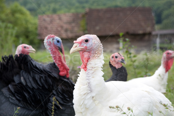 Turcja organiczny gospodarstwa twarz trawy ptaków Zdjęcia stock © gsermek