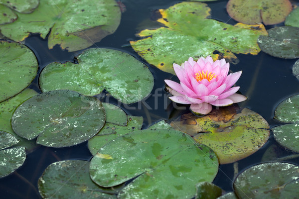 Agua parásito flor fondo verde oscuro Foto stock © gsermek