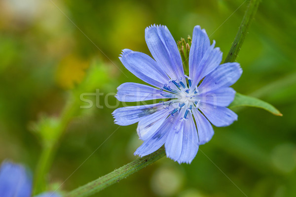 Close up blue chicory flower Stock photo © gsermek