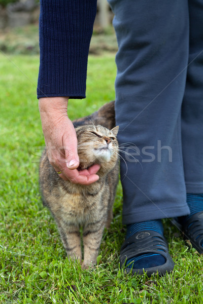 Stok fotoğraf: Kadın · gri · kedi · bahar · el · doğa · kedi