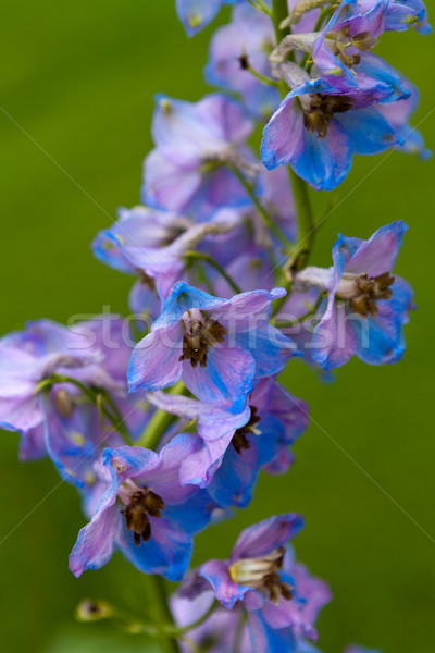 The Larkspur flower Stock photo © gsermek