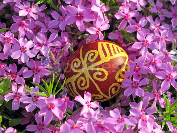 Croatian traditional easter egg on pink flowers Stock photo © gsermek
