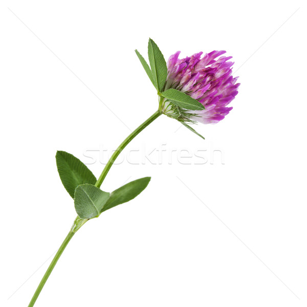 Stockfoto: Rood · klaver · bloem · voorjaar · gras · blad