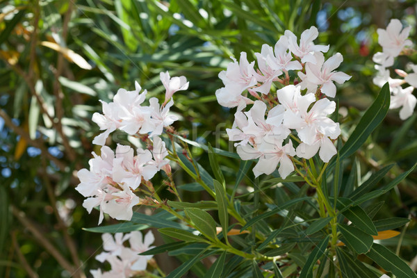 Biały drzewo kwiat kwiat wiosną charakter Zdjęcia stock © gsermek