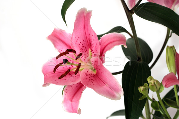 Pink lilies Stock photo © gsermek