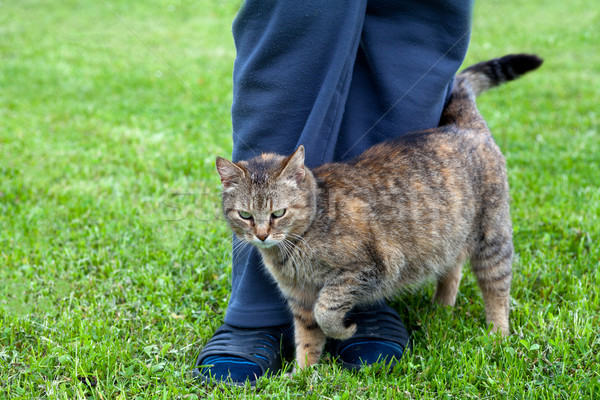Szary kot kobiet nogi wiosną charakter kot Zdjęcia stock © gsermek