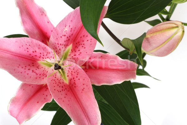 Pink lilies Stock photo © gsermek