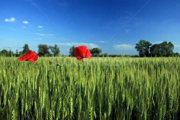Pipacs virágok termés mező tavasz levél Stock fotó © gsermek