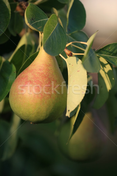 Pear on a tree at early autumn Stock photo © gsermek