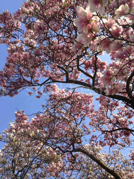 Magnolie copac Blue Sky cer floare frumuseţe Imagine de stoc © gsermek