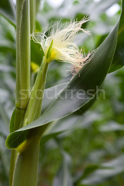 Kukurydza szczegół lata dziedzinie pozostawia młodych Zdjęcia stock © gsermek