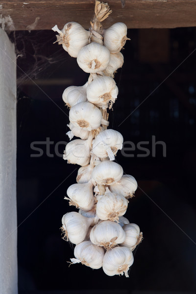 Garlic braid Stock photo © gsermek