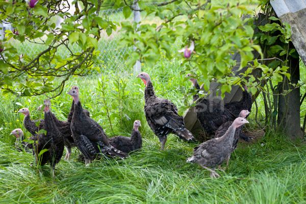 Young turkey chicks on farm in the open Stock photo © gsermek