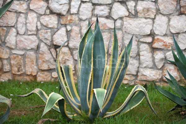 Agave plant Stock photo © gsermek