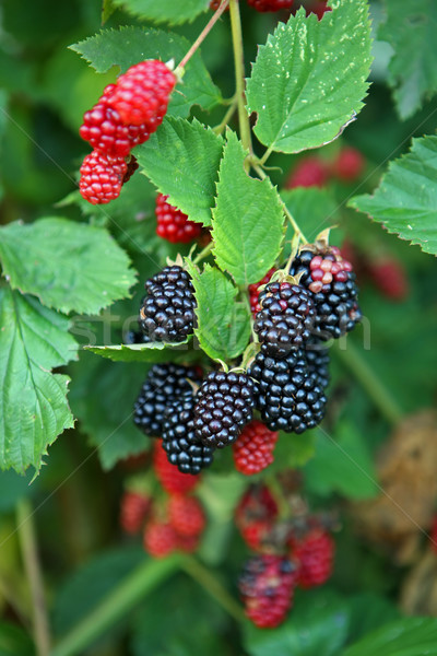 Black and red blackberry fruit in nature  Stock photo © gsermek