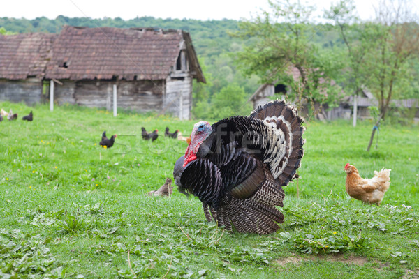 Stock fotó: Fekete · Törökország · vidék · fű · madár · zöld