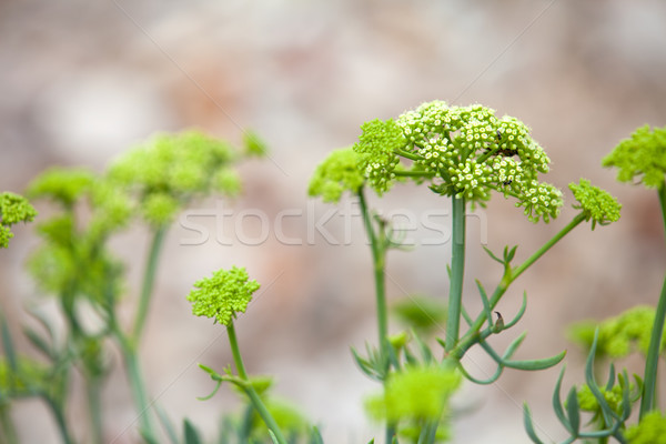 Stock photo: Crithmum maritimum known as samphire or sea fennel