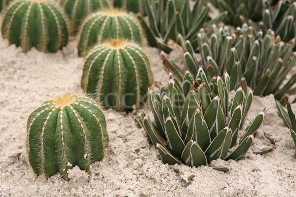 Variety of cacti growing in the sand Stock photo © gsermek