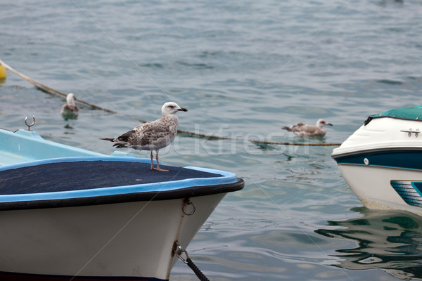 Young seagull on a boat Stock photo © gsermek