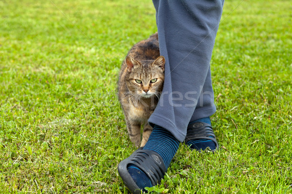 Gray cat rubbing against female leg Stock photo © gsermek