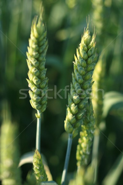 Wheat Stock photo © gsermek