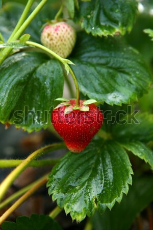 Strawberry in the garden  Stock photo © gsermek
