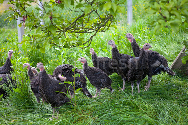 Young turkey chicks on farm in the open Stock photo © gsermek