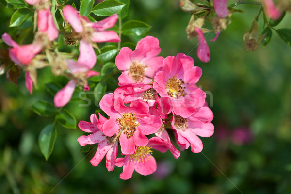 [[stock_photo]]: Sweet · sauvage · rose · floraison · très · tôt · été