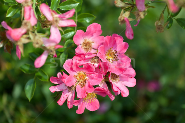 Foto stock: Doce · rosa · cedo · verão