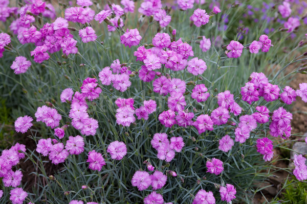 粉紅色 花園 春天 愛 葉 夏天 商業照片 © gsermek