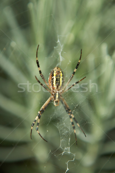 Spider Stock photo © gsermek