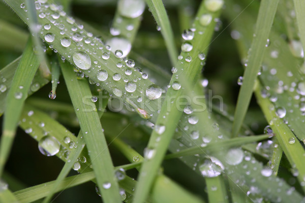Rugiada erba acqua foglia giardino sfondo Foto d'archivio © gsermek