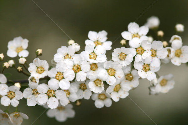 Stock fotó: Virágzó · fehér · virágok · ág · pici · virág · fa