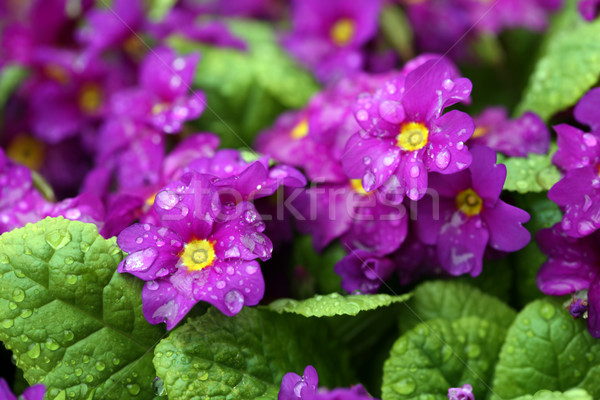 Pembe çuhaçiçeği yağmur çiçek güzellik yeşil Stok fotoğraf © gsermek